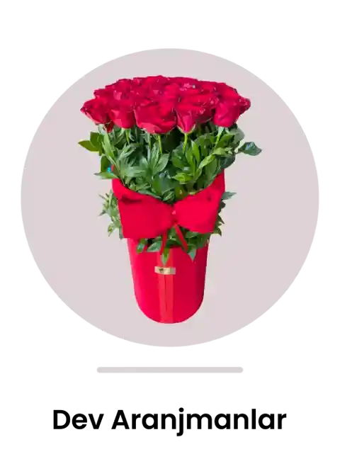 Dev Kutu Aranjmanlar