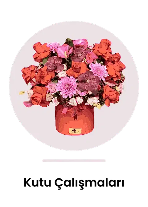 Kutu Çalışmaları